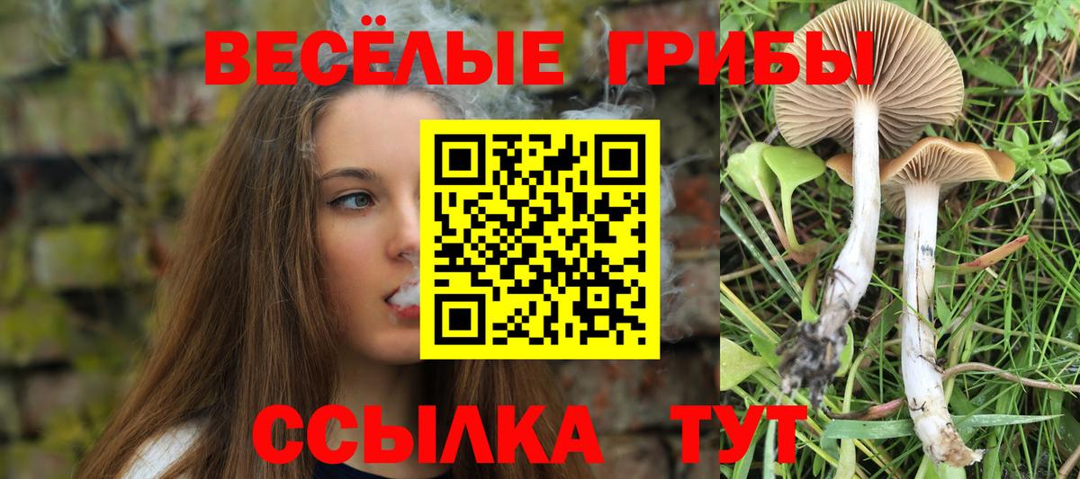 Псилоцибиновые грибы Psilocybe Геленджик
